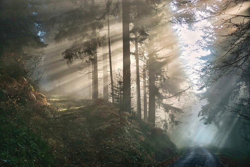 Magic Forest